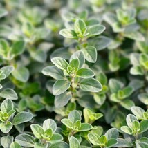 2000 Sweet Marjoram Origanum Majorana Herb Flower Seeds US Seller Fast Shipping - $7.45