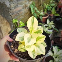 Peperomia obtusifolia variegata Live Garden Home Plant Rare Easy Grow EBLY - $33.90