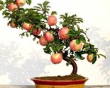 Grow Exotic Indoor Fruit Bonsai Dwarf Bonsai Apple Tree 25 Seeds - £4.78 GBP