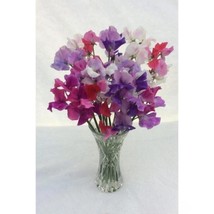 50+ Bicolour Mixture Sweet Pea Seeds | Fragrant Heirloom Flowers - $16.50