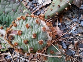 Opuntia Sanguinicola Prickly Pear Cactus 1 Pad Fresh Seeds - £25.09 GBP