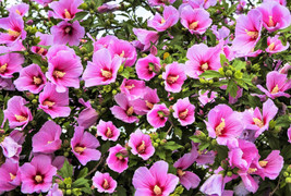 25 Dark Pink Rose Of Sharon Hibiscus Syriacus Flower Tree Bush Seeds * - £6.40 GBP