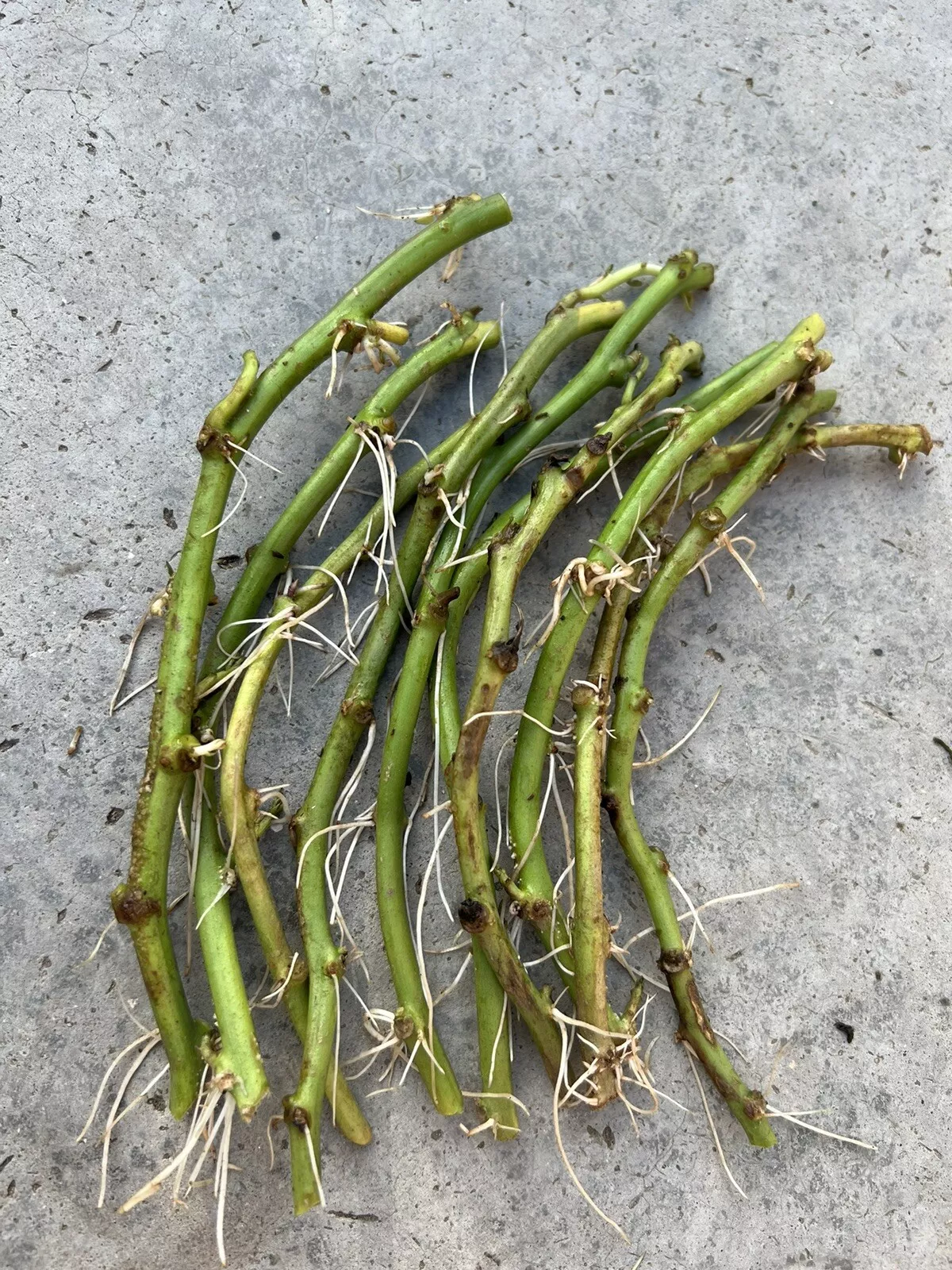 10 Ready To Plant Rooted Sweet Potato Slips Cutting Vines  - $43.98