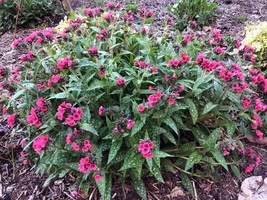 10 Wholesale Perennial Pulmonaria &#39;Lisa Marie&#39; Lungwort Plants Flower Herbs - $76.00