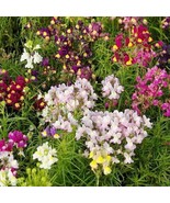USA Non GMO 500 Seeds Toadflax Spurred Snapdragon Fairy Bouquet Heirloom... - £7.06 GBP