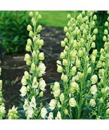 Bearded Monkshood {Aconitum Barnatum} Organic 5 Seeds - $14.88 CAD