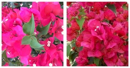 Live Bougainvillea Well Rooted SHARON WESLEY starter/plug plant Gardening - £33.57 GBP