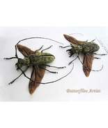 Real Giant Longhorn Beetles Pseudomeges Marmoratus PAIR XL Entomology Sh... - $3,301.75 MXN