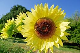 50 Lemon Queen Sunflower Seeds Summer Flower Native Wildflower Branching Garden - £14.37 GBP