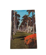 Postcard Avenue Of Magnificent Royal Palms Southern Florida Chrome Posted - $4.15