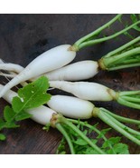 Japanese Minowase Radish Seeds Grown In One Gram Daikon Fast US Shipping - €13,43 EUR