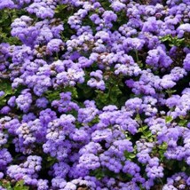 Ageratum Seeds Blue Floss Flower Annuals 10000 Seeds Fresh Seeds Fast Shipping - £16.08 GBP