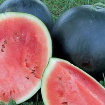 50 Blacktail Mountain Watermelon Seeds Gardening Fresh USA Seller - £7.36 GBP