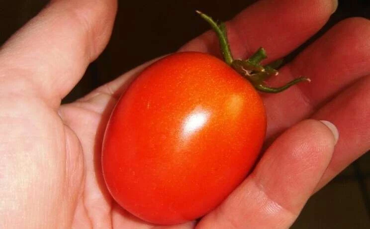 50 Seeds Enchantment Tomato Vegetable Fast US Shipping - $9.75