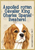 A spoiled rotten Cavalier King Spaniel lives here Fridge Dog Magnet 2.5X3.5 NEW - £3.98 GBP