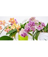 200 Seeds Orchid Flowers for Home Garden - €9,09 EUR