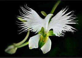 AD 20 Seeds White Egret Orchid Seeds Heron White Dove Colors Home Garden - $246.63 MXN