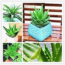 100 Aloe Bonsai Succulent Plants Bonsai Rare Herbs Aloe Vera Queen Bonsai Beauty - £5.98 GBP