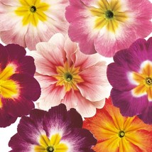 Common Primrose Bicolor Mix Garden Flower Seeds 50 Seeds Fresh USA Fast Shipping - $18.99