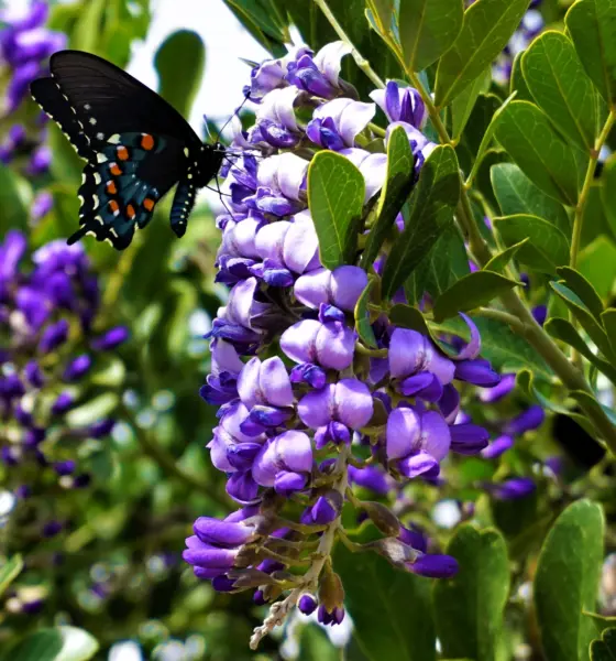 10 Texas Mountain Laurel Sophora Secundiflora Mescal Tree Purple Flower Fresh Se - £13.20 GBP