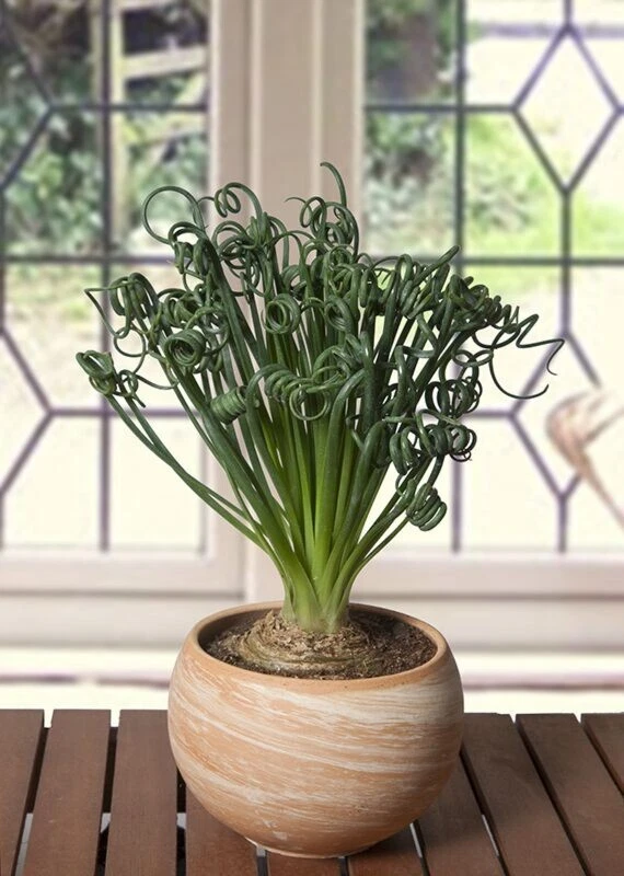 15+ Seeds Albuca Frizzle Sizzle Flowers Easy to Grow Garden Tree - $11.39