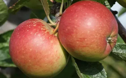 Fresh 25 Braeburn Apple Seeds - £12.17 GBP