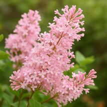 Coral Lilac Seeds: Fragrant Cold Hardy Shrub - Attracts Bees (25 Seeds) - $13.95