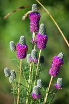 Guashi Store 700 Seeds Purple Prairie Clover Dalea Purpurea Flower - £7.90 GBP