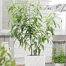 Grow Your Own Lemon Scented Gum Eucalyptus Lemon Eucalyptus Plant Or See... - $31.76 MXN
