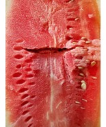 VP Bradford Watermelon 2022 New 35 Seeds - $5.59
