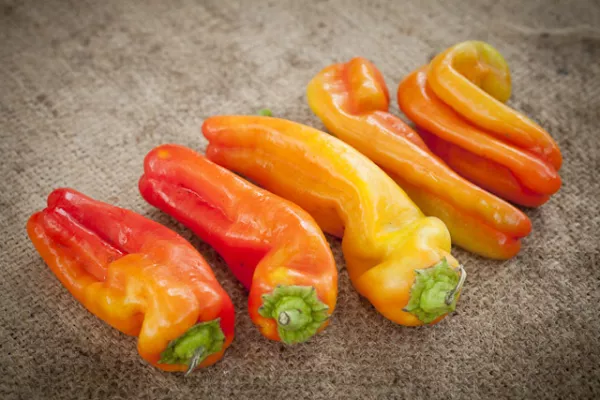 25 Cubanelle Sweet Pepper Seeds 2024 Heirloom Seed Usa Fresh Garden - £5.09 GBP