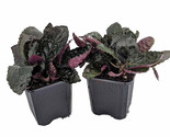 2 Pack Maroon Moon Waffle Plant - Hemigraphis - 3&quot; Pots - £24.32 GBP