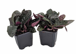 2 Pack Maroon Moon Waffle Plant - Hemigraphis - 3&quot; Pots - £24.63 GBP