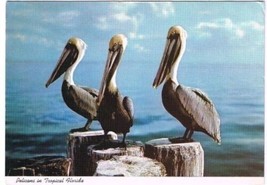 Pelicans Postcard Tropical Florida Sunshine State Curteich - $2.96