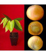 Plinia Edulis Cambuca Seedling Potted Fruit Tree Plant RARE! - £23.18 GBP