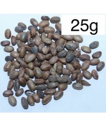 Jamalgota Jamal ghota Seeds Croton Seeds Croton tiglium Seeds - 25g - $13.22 CAD