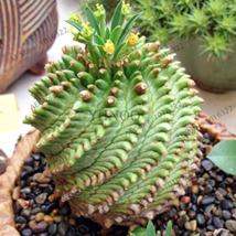 Euphorbia Obesa Basketball Sea Urchin Bonsai 100 Pieces Living Baseball Golf Bal - £8.33 GBP