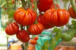200 Red Ribbed Pot-bellied Tomato Seeds Organic Heirloom Vegetable - $81.01 MXN