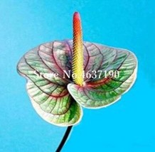 100 Seeds Flower Plant Anthurium Bonsai Balcony Potted Plant Anthurium Flower Fl - £8.64 GBP