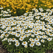 2.5&quot; pot chrysanthemum SNOWCAP mum leucanthemum shasta - 1 Live Potted Plant - £35.39 GBP
