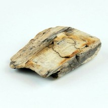 Petrified Wood 3.9 oz 2 3/4” x 2 3/8" x 5/8" Wooden Rock Stone Fossil