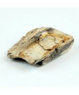 Petrified Wood 3.9 oz 2 3/4” x 2 3/8&quot; x 5/8&quot; Wooden Rock Stone Fossil - £5.58 GBP