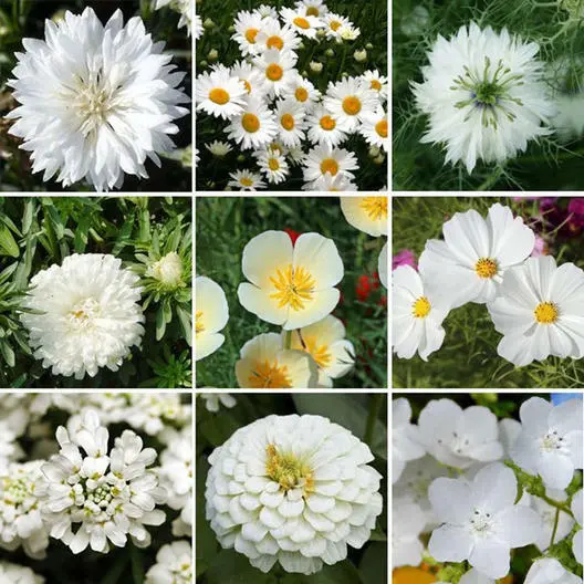 Fresh Wildflower Mix White Cloud 9 Heirloom Memory Or Moon Non-Gmo 500+ Seeds - £8.56 GBP