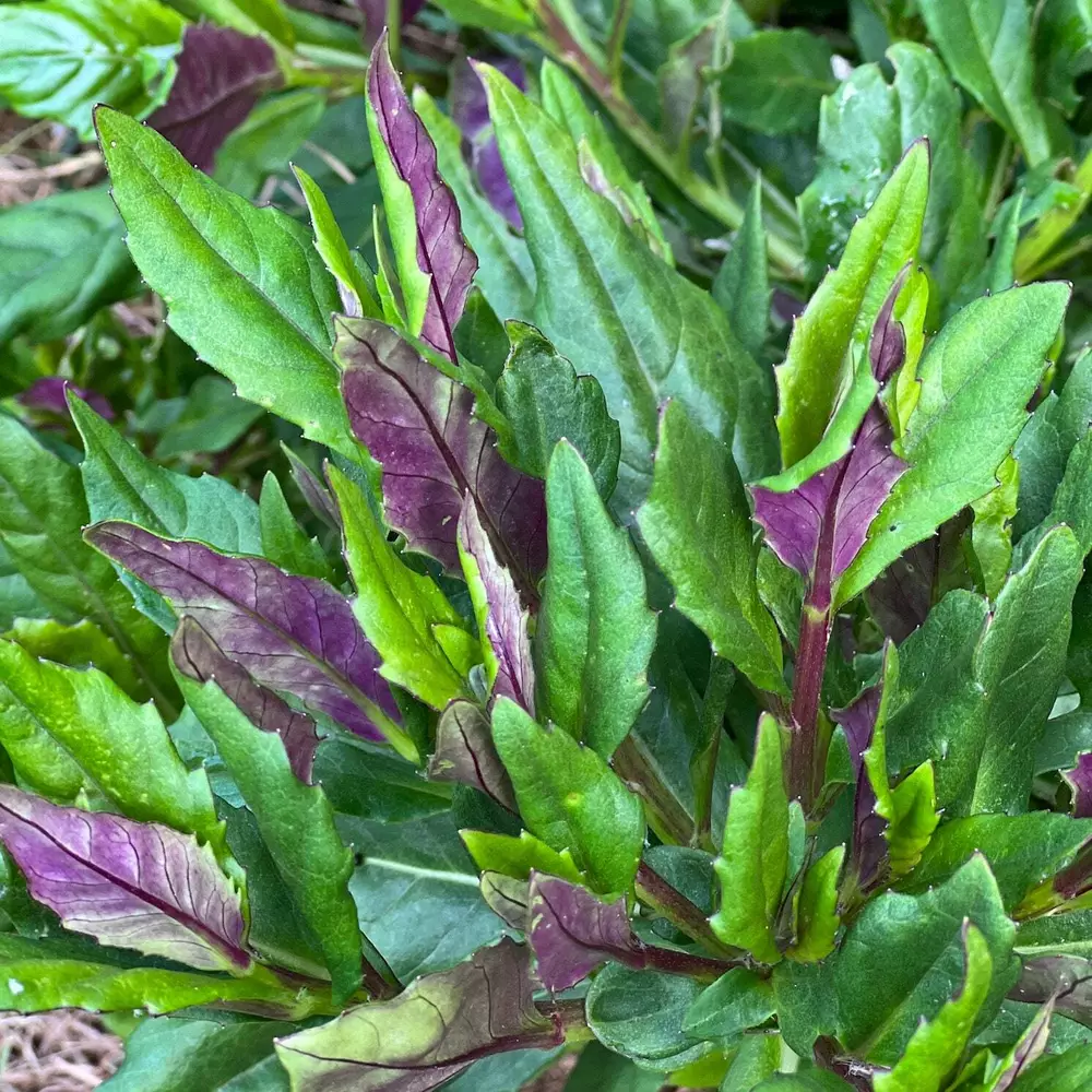 Gynura crepioides OKINAWA SPINACH 1 Plant - $22.17