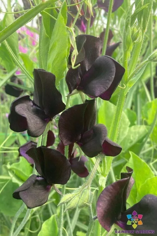 PSStore 50 Almost Black Sweet Pea For Garden Planting Vegetable Seeds - $10.57