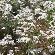 HEATH ASTER SEEDS Aster ericoides 2000 Seeds for Planting - Native White Prairie - $17.00