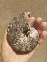 Mammites Nodosoides Ammonite Fossil Cretaceous Period Morocco Authentic ... - $271.23 MXN