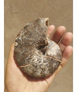Mammites Nodosoides Ammonite Fossil Cretaceous Period Morocco Authentic ... - €12,77 EUR