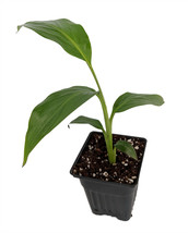 Ohio Grown Winter Hardy Basjoo Banana Plant - Musa - 2.5&quot; POT - £30.36 GBP