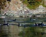 Orca Whales Swimming East Side of Blakely Island Rosario Strait Postcard... - $4.99